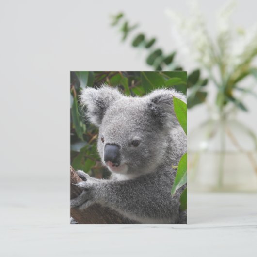 Carte Postale Koala (Debout devant)