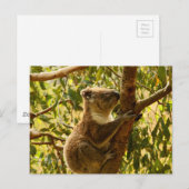 Carte Postale Koala (Devant / Derrière)