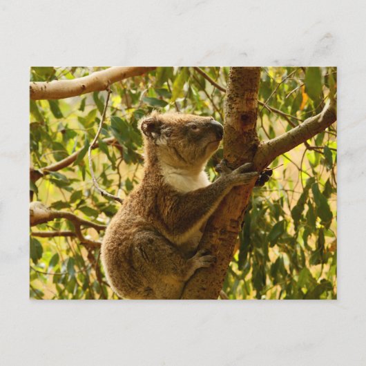 Carte Postale Koala (Devant)