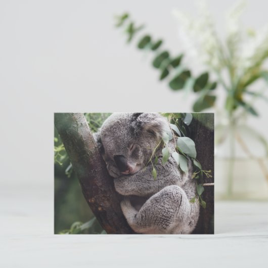 Carte Postale Koala (Debout devant)