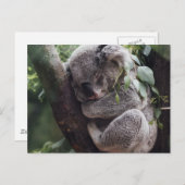 Carte Postale Koala (Devant / Derrière)