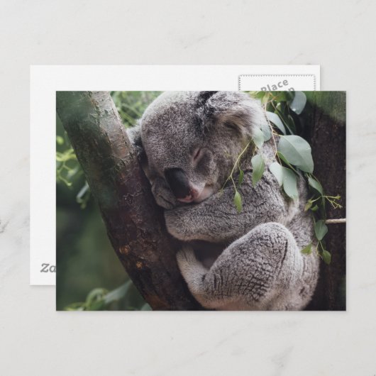 Carte Postale Koala (Devant / Derrière)