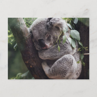 Carte Postale Koala