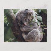 Carte Postale Koala (Devant)