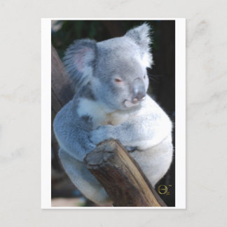 Carte Postale Koala