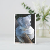 Carte Postale Koala (Debout devant)