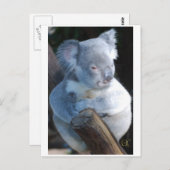 Carte Postale Koala (Devant / Derrière)