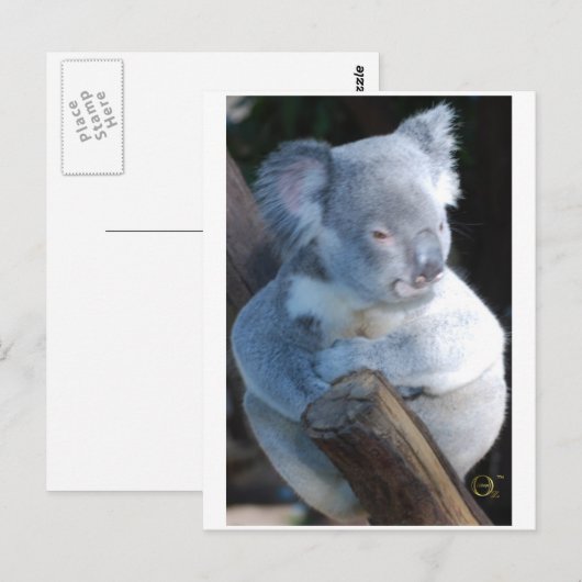 Carte Postale Koala (Devant / Derrière)