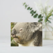 Carte Postale Koala (Debout devant)