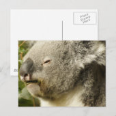 Carte Postale Koala (Devant / Derrière)