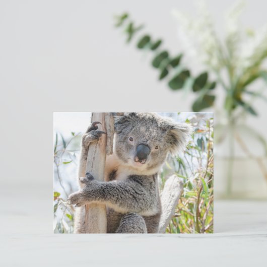 Carte Postale Koala (Debout devant)