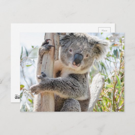 Carte Postale Koala (Devant / Derrière)