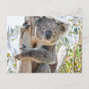 Carte Postale Koala