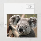 Carte Postale Koala (Devant / Derrière)