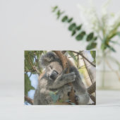 Carte Postale Koala (Debout devant)
