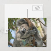Carte Postale Koala (Devant / Derrière)