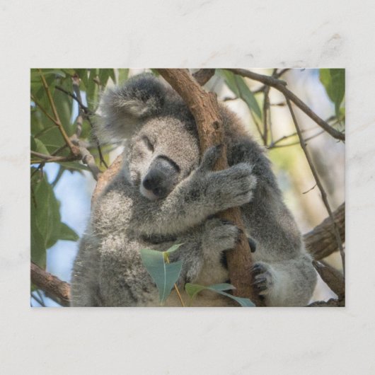 Carte Postale Koala (Devant)