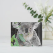 Carte Postale Koala (Debout devant)