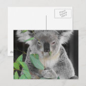 Carte Postale Koala (Devant / Derrière)