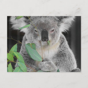 Carte Postale Koala