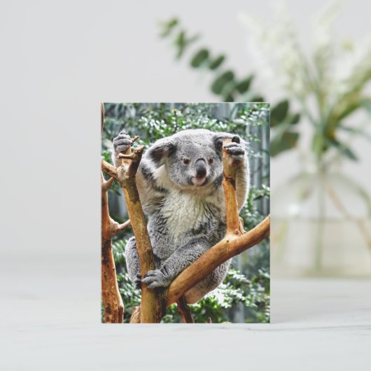 Carte Postale Koala (Debout devant)