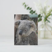Carte Postale Koala (Debout devant)