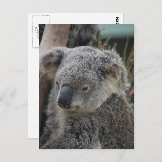 Carte Postale Koala (Devant / Derrière)