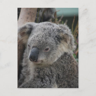 Carte Postale Koala