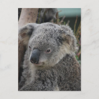 Carte Postale Koala