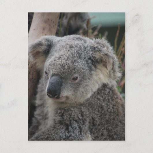 Carte Postale Koala (Devant)