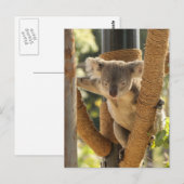 Carte Postale Koala (Devant / Derrière)