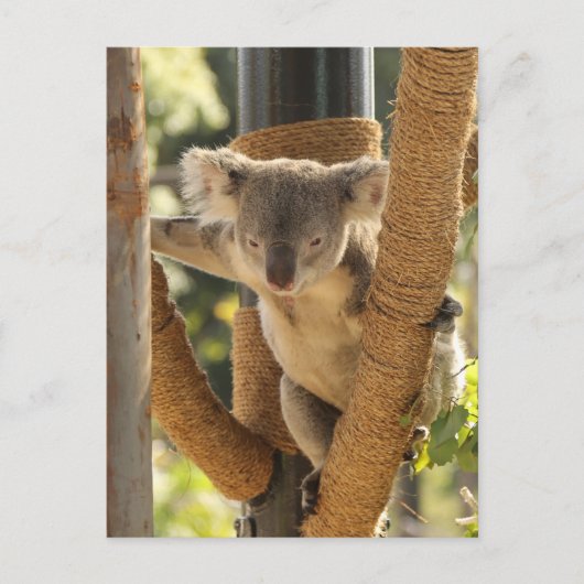Carte Postale Koala (Devant)