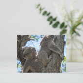 Carte Postale Koala (Debout devant)