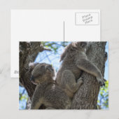 Carte Postale Koala (Devant / Derrière)