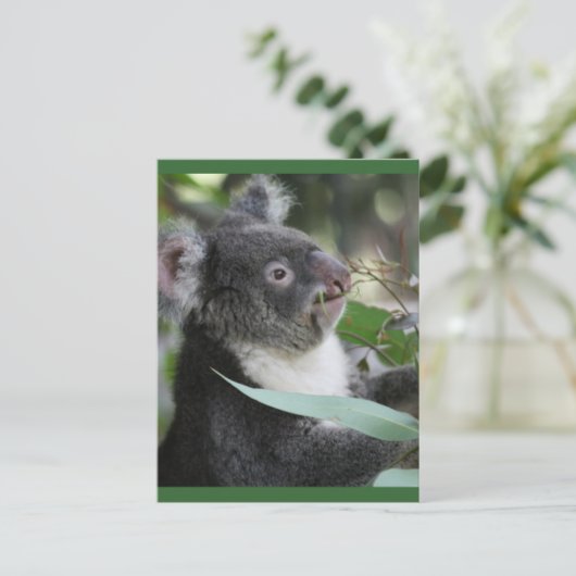 Carte Postale Koala (Debout devant)