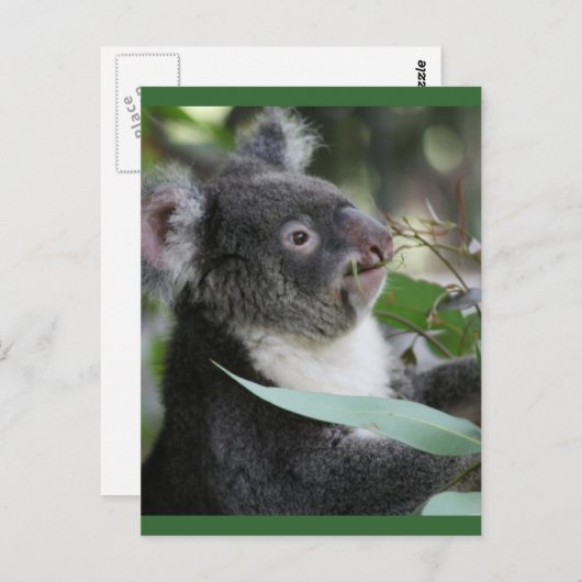 Carte Postale Koala (Devant / Derrière)