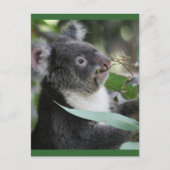 Carte Postale Koala (Devant)
