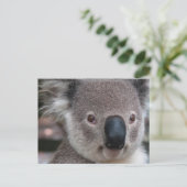 Carte Postale Koala (Debout devant)