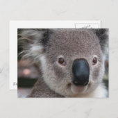 Carte Postale Koala (Devant / Derrière)
