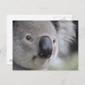Carte Postale Koala (Devant / Derrière)