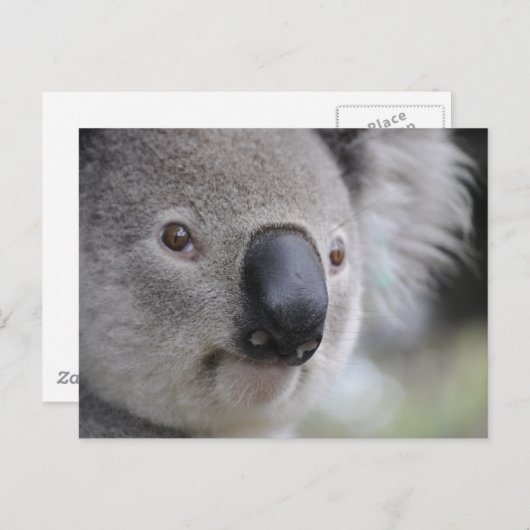 Carte Postale Koala (Devant / Derrière)