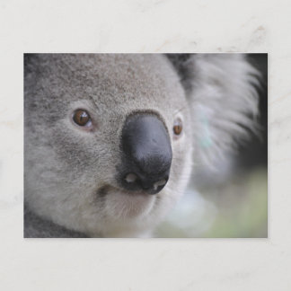 Carte Postale Koala