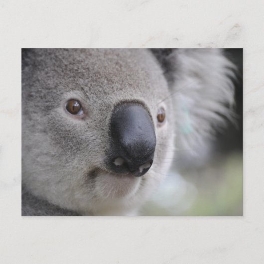 Carte Postale Koala (Devant)