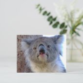 Carte Postale Koala (Debout devant)