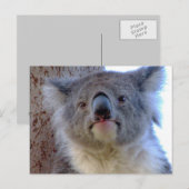 Carte Postale Koala (Devant / Derrière)