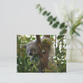 Carte Postale Koala (Debout devant)