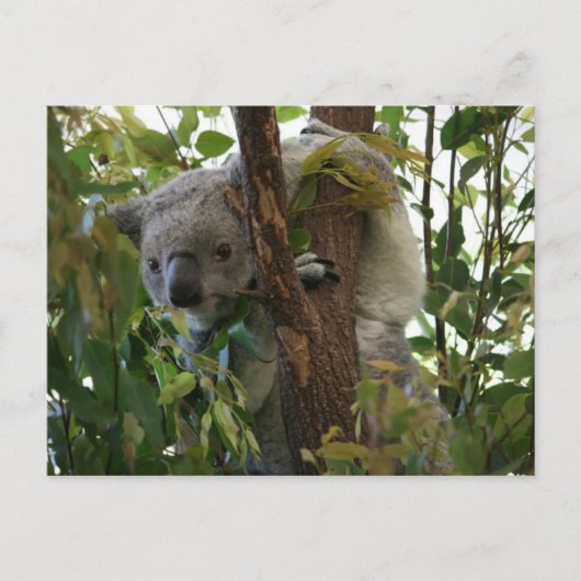 Carte Postale Koala (Devant)