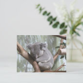 Carte Postale koala (Debout devant)