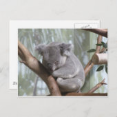 Carte Postale koala (Devant / Derrière)