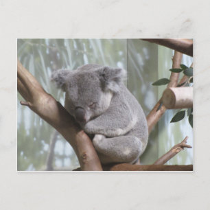 Carte Postale koala